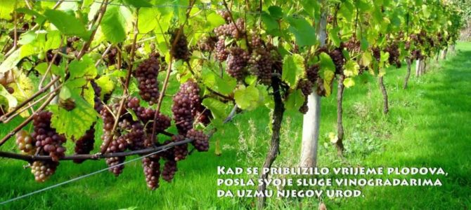Dvadeset i sedma nedjelja kroz godinu (A) Dvadeset i sedma nedjelja kroz godinu (A)